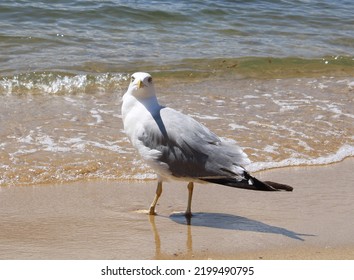 Cute Seagull On A Beach