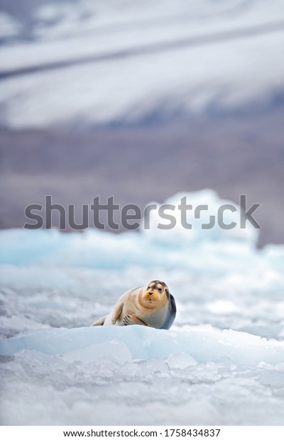 Cute seal in the Arctic snowy habitat. Bearded\
seal on blue and white ice in arctic Svalbard, with lift up fin.\
Wildlife scene in the\
nature.