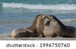 Cute seal couple in love and kissing on a beach in kangaroo island