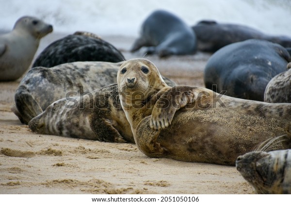 Cute seal on the\
beach