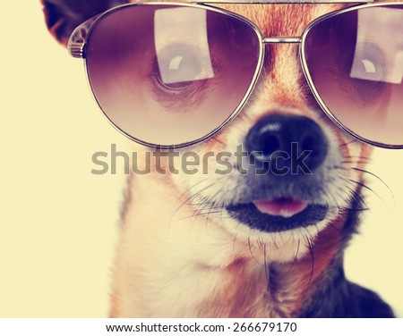 a cute senior chihuahua with his tongue hanging and sunglasses on out toned with a retro vintage instagram filter app or action