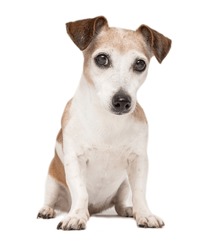 Cute Senior Grey Haired Dog Sitting On White Background Looking At Camera. Pet Jack Russell Terrier In Full Length With Serious Curious Attentive Eyes Look. Studio Shot Funny Pet Theme. Copy Space