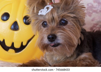 A Cute Senior Yorkshire Terrier Dog With A White Top Knot Bow And Sticking Her Tongue Out Sits Next To A Hallowen Pumpkin Basket 