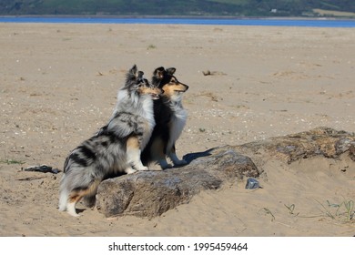 A Cute Seven Month Old Blue Merle Shetland Sheepdog Puppy And An Older Tricolour Sheltie Resting Their Paws On A Large Log  On A Sandy Beach In West Wales, UK.