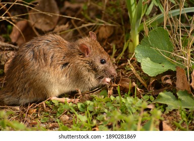 Cute Sewer Rat Looking For Food In Nature