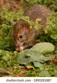 Cute Sewer Rat Looking For Food In Nature