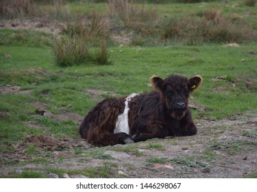 Cute shaggy calf resting on the moorland in Northern England.