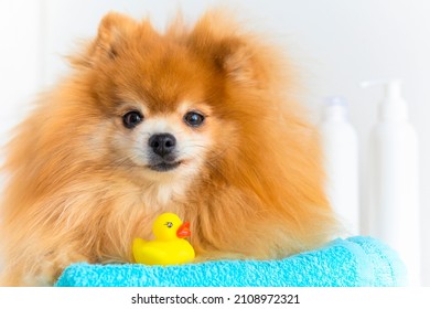 Cute Shaggy, Dirty Ginger Dog Pomeranian Spitz With Yellow Rubber Bathing Duck, Towel Ready For Bathing. Grooming Pet At Salon And Home. Animal Hair Care. Prevention, Treatment Of Fleas, Ticks