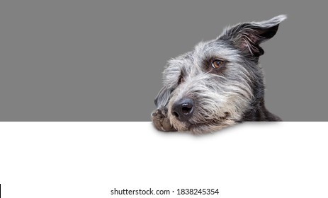 Cute shaggy mixed terrier breed dog hanging tilted head and paw over a blank white web banner with 50% grey background