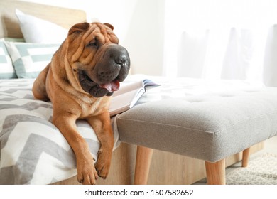 Dog Bedroom Images Stock Photos Vectors Shutterstock