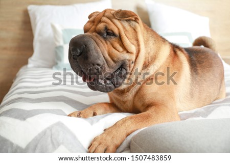 Cute Shar-Pei dog lying on bed at home