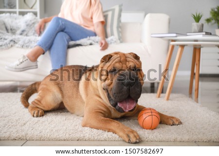 Cute Shar-Pei dog with owner at home