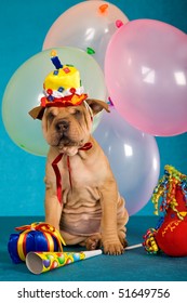 Cute Sharpei puppy with balloons and party gifts hats