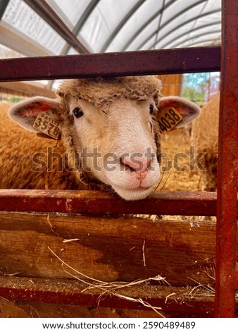 Cute Sheep Ewe Wool Ruminant 