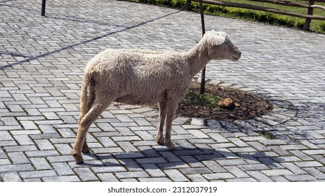 Cute Sheep in a Farm or Zoo - Shutterstock ID 2312037919