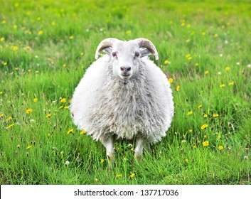 Cute sheep in Iceland staring into the camera
