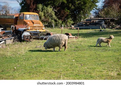 Cute Sheep And Lambs Grazing The Grass In Organic In Marlborough Wine Region New Zealand. 