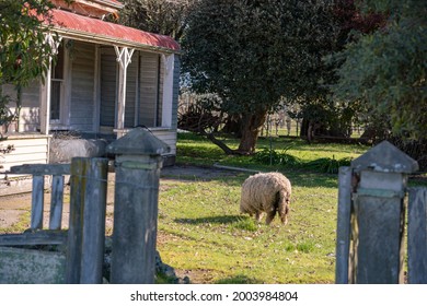 Cute Sheep And Lambs Grazing The Grass In Organic In Marlborough Wine Region New Zealand. 