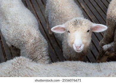 cute sheep look at the camera when i take a photo