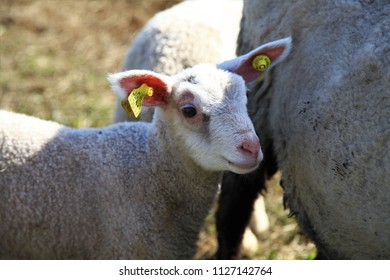 Cute Sheep In Norway.Mother Sheep And Her Lamb In A Meadow In Fram,baby Sheep With Mom Are Happy Time On Sunny Day