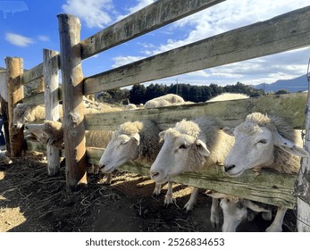 Cute sheep peeking through a wooden fence on a sunny day. Adorable animals in a farm setting with a blue sky background. Perfect for animal, farm, and nature themes - Powered by Shutterstock