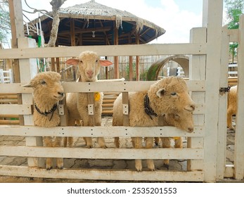 Cute sheep peeking through a wooden fence, looking curious and playful. Perfect for farm animal, nature, and agriculture themes - Powered by Shutterstock