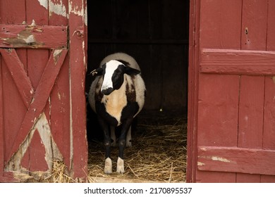 Cute Sheep Stands At An Open Barn Door, Farm Background