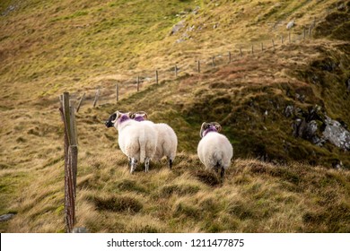 Cute Sheeps In Conor Pass, Ireland