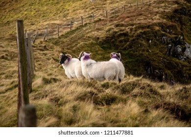 Cute Sheeps In Conor Pass, Ireland