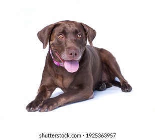 Cute Shelter Dog Portrait On A White Isolated Background