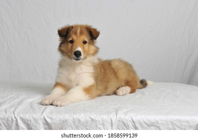 Cute Sheltie Puppy Shetland Sheepdog Laying Down With A White High Key Background,