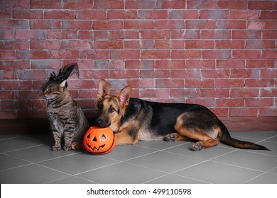 Cute Shepherd Dog And Cat With Halloween Lantern Near Brick Wall