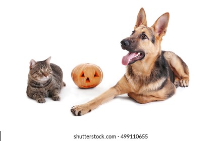 Cute Shepherd Dog And Cat With Halloween Pumpkin On White Background