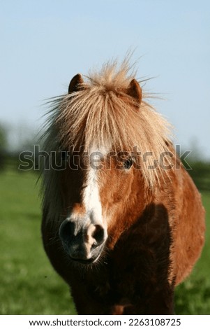 Similar – Image, Stock Photo horse on a meadow!!!