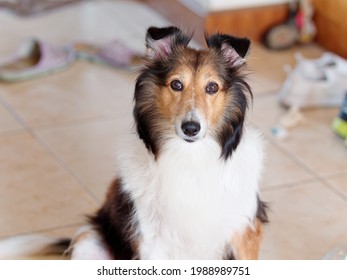 Cute Shetland Sheepdog Sitting On Ground And Looking At Camera With Messy Home Background, Naughty Dog Concept.