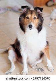 Cute Shetland Sheepdog Sitting On Ground And Looking At Camera With Messy Home Background, Full Length Portrait, Naughty Dog Concept.