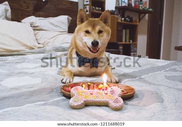 Cute Shiba Inu Dog Celebrating Happy Animalswildlife