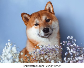 Cute Shiba Inu Dog With Flowers On Blue Background. Spring Concept