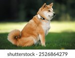 cute shiba inu dog posing in a park in a collar with gps tracker