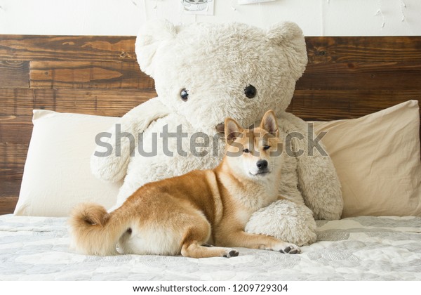shiba teddy bear
