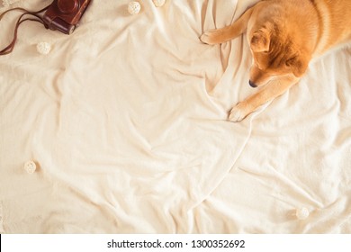 Cute Shiba Inu Dog With Warm Blanket Lying On Bed, Top View. Flat Lay