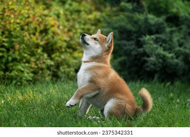 Cute shiba inu puppy on a green lawn in summer playing - Powered by Shutterstock