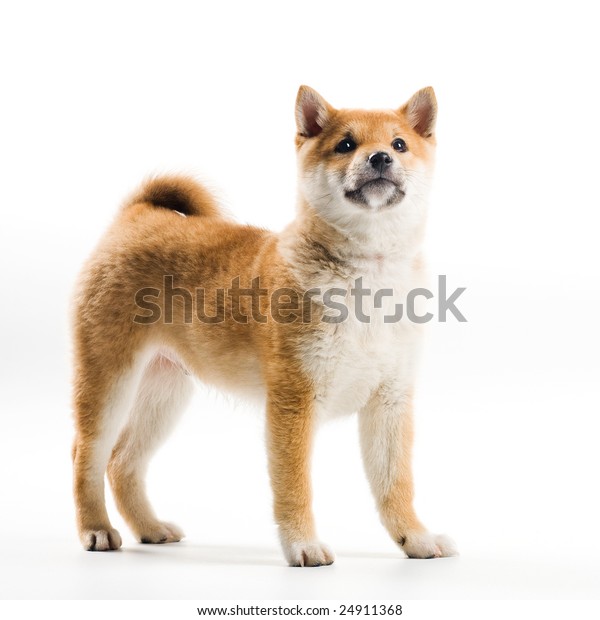 Cute Shiba Inu Puppy On White Stock Photo Edit Now