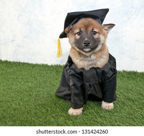 Cute Shiba inu puppy wearing a graduating cap and gown.