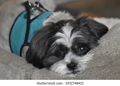 Cute Shih Tzu Closeup On Couch