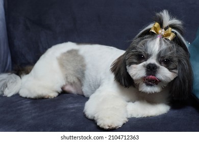 シーズー犬 の画像 写真素材 ベクター画像 Shutterstock シーズー犬 の画像 写真素材 ベクター画像 Shutterstock