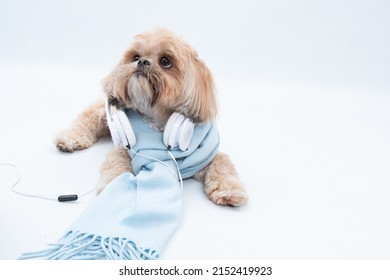 A cute Shih Tzu dog during a photoshoot with a blue scarf and headphones against a white background