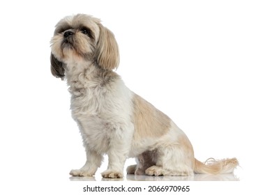 Cute Shih Tzu Dog Eager To See What's Above Him And Sitting Against White Studio Background