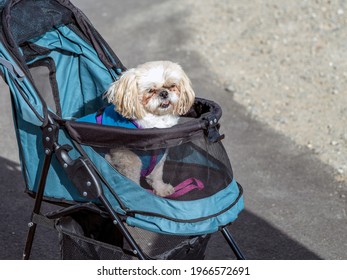 Cute Shih Tzu Puppy Dog In A Baby Pet Stroller
