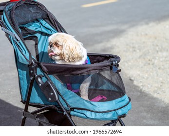 Cute Shih Tzu Puppy Dog In A Baby Pet Stroller
